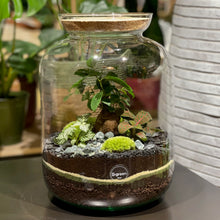 Charger l'image dans la galerie, Réalisez votre terrarium XXL en DUO à 4 mains - Atelier 4 & Carte cadeau