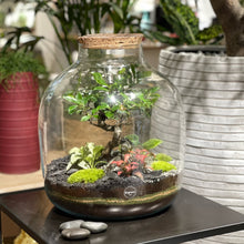 Charger l'image dans la galerie, Terrarium Big Buddha XXLarge