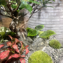 Charger l'image dans la galerie, Terrarium Big Buddha XXLarge