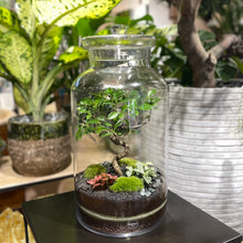 Charger l'image dans la galerie, Terrarium Giant XXLarge