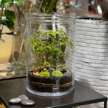 Charger l'image dans la galerie, Terrarium Cylindro XL
