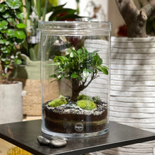 Charger l'image dans la galerie, Terrarium Cylindro XL