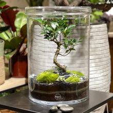 Charger l'image dans la galerie, Terrarium Cylindro XXL
