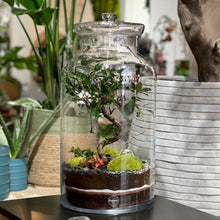 Charger l'image dans la galerie, Terrarium Giant XXLarge