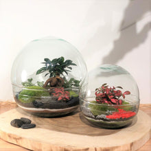 Charger l'image dans la galerie, Terrarium Luna Medium