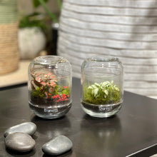Charger l'image dans la galerie, Terrarium "Mini Caps"
