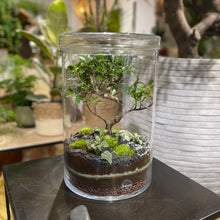 Charger l'image dans la galerie, Terrarium Cylindro XL