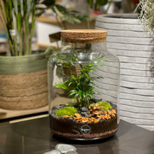 Charger l'image dans la galerie, Terrarium Primo XL
