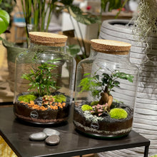 Charger l'image dans la galerie, Terrarium Primo XL