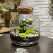 Charger l'image dans la galerie, Terrarium Buddha M