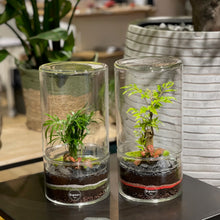 Charger l'image dans la galerie, Terrarium Cylindro Large