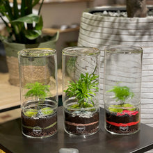 Charger l'image dans la galerie, Terrarium Cylindro Medium