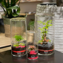 Charger l'image dans la galerie, Terrarium Cylindro Medium