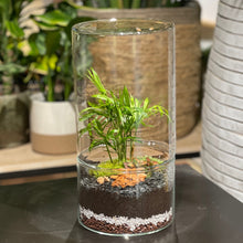 Charger l'image dans la galerie, Créez votre terrarium Cylindro XL - Atelier 2 & Carte cadeau
