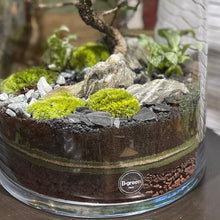 Charger l'image dans la galerie, Terrarium Cylindro XXL