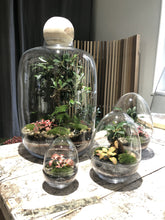 Charger l'image dans la galerie, Terrarium Zenith XXLarge