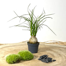 Charger l'image dans la galerie, Kit DIY Terrarium Dôme Large - 2 plantes à personnaliser