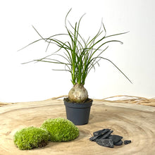 Charger l'image dans la galerie, Kit DIY Terrarium Primo XLarge - 2 plantes à personnaliser