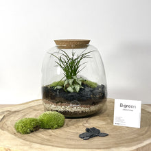 Charger l'image dans la galerie, Kit DIY Terrarium Bubble L - 2 plantes à personnaliser
