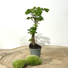 Charger l'image dans la galerie, Kit DIY Terrarium Dôme Large - 2 plantes à personnaliser