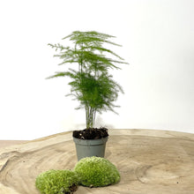 Charger l'image dans la galerie, Kit DIY Terrarium Primo XLarge - 2 plantes à personnaliser