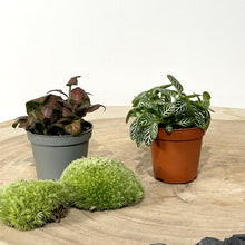 Charger l'image dans la galerie, Kit DIY Terrarium Primo XLarge - 2 plantes à personnaliser