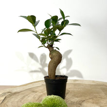 Charger l'image dans la galerie, Kit DIY Terrarium Primo XLarge - 2 plantes à personnaliser