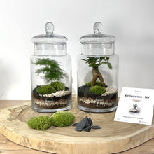 Charger l'image dans la galerie, Kit DIY Terrarium Carla Large - 1 plante principale à personnaliser
