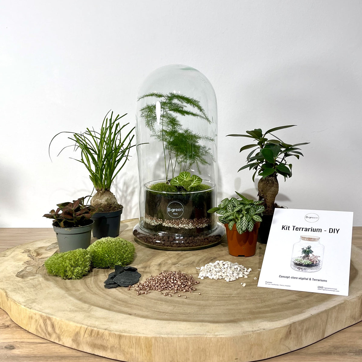 Kit Terrarium Plante DIY avec Verre - Kit Prêt-à-Pousser Terrarium