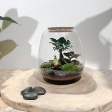 Charger l'image dans la galerie, Terrarium Bubble XL
