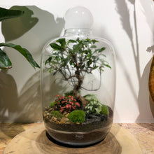Charger l'image dans la galerie, Terrarium Zenith XXLarge