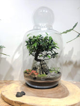Charger l'image dans la galerie, Terrarium Zenith XXLarge