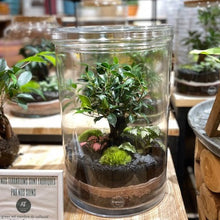 Charger l'image dans la galerie, Terrarium Cylindro XL