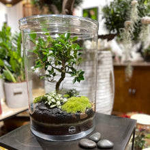Charger l'image dans la galerie, Terrarium Cylindro XXL