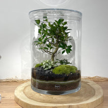 Charger l'image dans la galerie, Terrarium Cylindro XXL