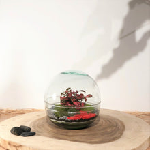 Charger l'image dans la galerie, Terrarium Luna Large