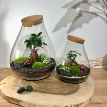 Charger l'image dans la galerie, Terrarium Goutte Large