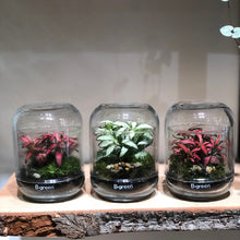 Charger l'image dans la galerie, Terrarium "Mini Caps"