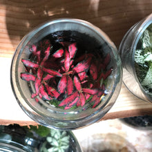 Charger l'image dans la galerie, Terrarium "Mini Caps"