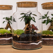 Charger l'image dans la galerie, Créez un terrarium à votre image - Atelier 1 & Carte cadeau