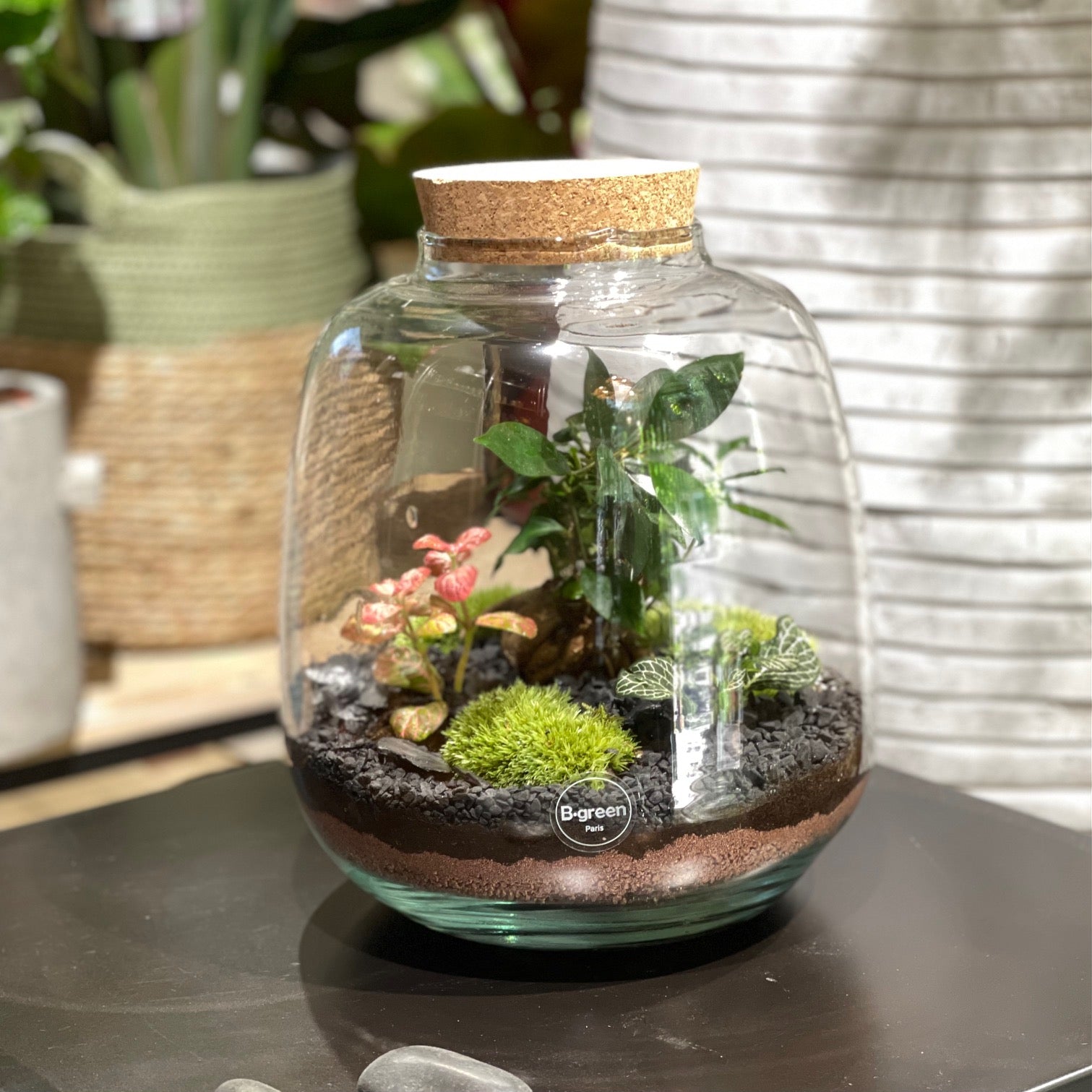 achat terrarium plante Terrarium Bubble XL