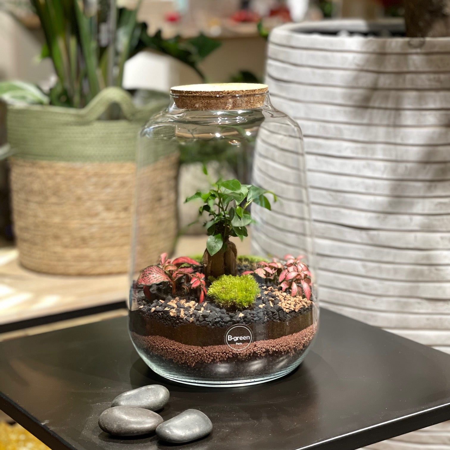 plante en terrarium Terrarium Oslo L