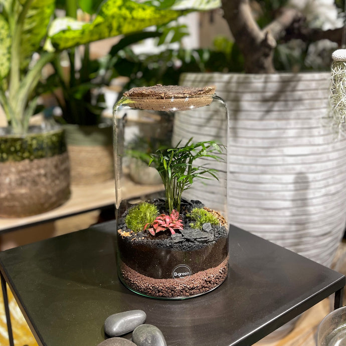 Kit DIY Terrarium Dôme Large - 2 plantes à personnaliser – BGREENCONCEPT