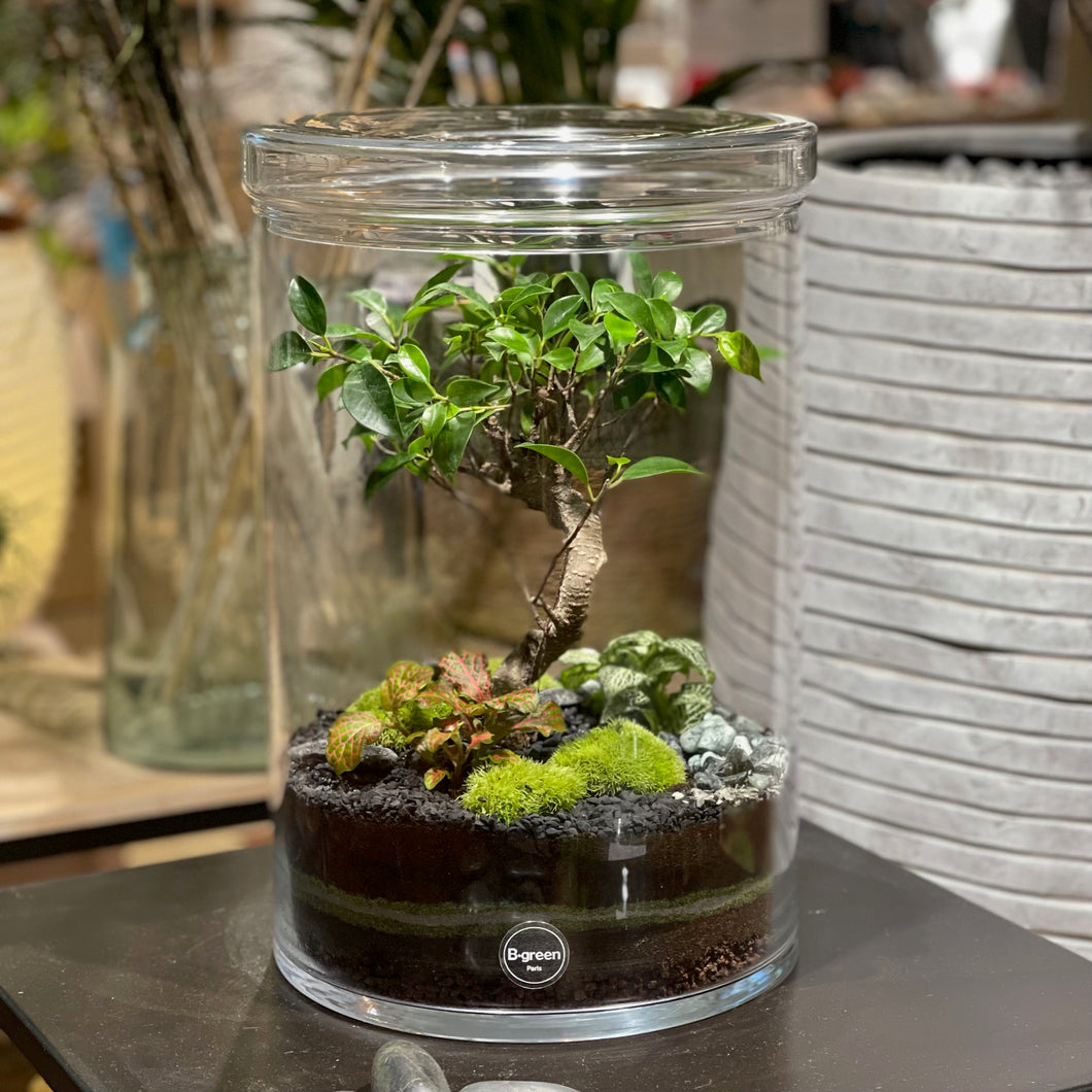 Terrarium Cylindro XL