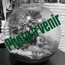 Charger l'image dans la galerie, Terrarium Planet XXLarge
