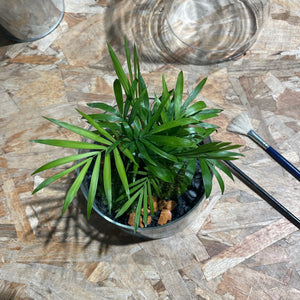 Créez votre terrarium Cylindro XL - Atelier 2 & Carte cadeau