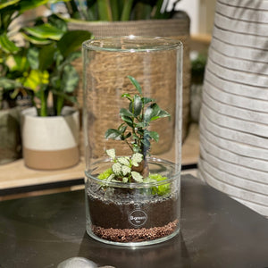 Créez votre terrarium Cylindro XL - Atelier 2 & Carte cadeau