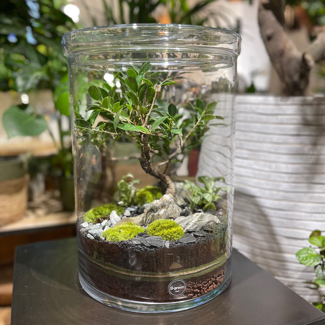 Terrarium Cylindro XXL