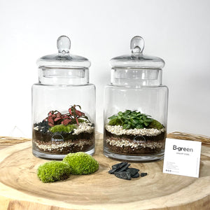 Kit DIY Terrarium Carla Médium - 1 plante à personnaliser