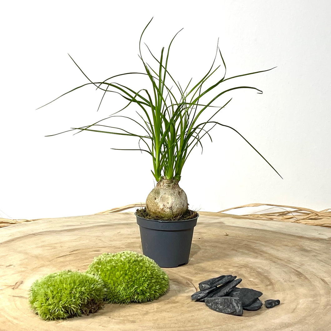 Kit DIY Terrarium Primo XLarge - Bouchons et 2 plantes à personnaliser